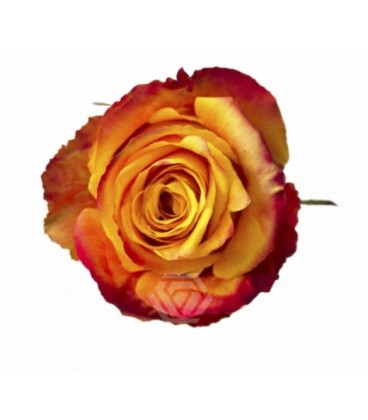 Rose Silantoi 70 cm x 10