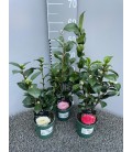 Camelia Jap Ø14 h 30