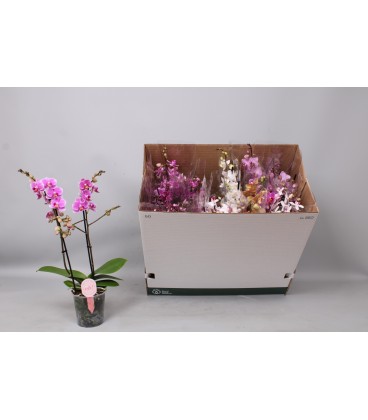 Phalaenopsis Multi Ø12 h50 mix 2/3 b
