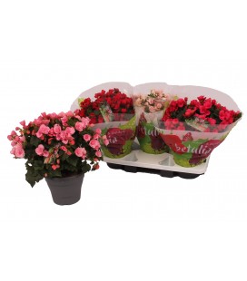 Begonia Betulia Pot de 19