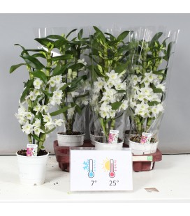 Dendrobium Apollon Ø 12 h 60