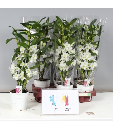 Dendrobium Apollon pot de 12 h 45