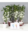 Dendrobium Apollon Ø 12 h 60