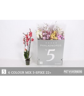 Phalaeno mix 6 coul 80 cm Ø 12 3 b