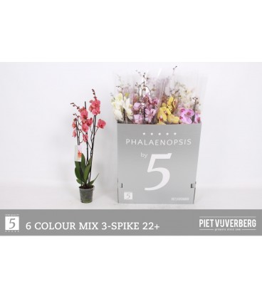 Phalaeno mix 6 coul 80 cm Ø 12 3 b