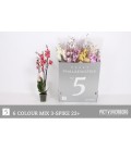 Phalaeno mix 6 coul 80 cm Ø 12 3 b