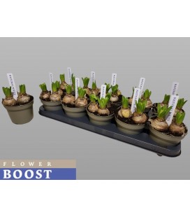 Jacinthe White Pearl Pot de 12