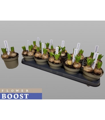 Jacinthe White Pearl Pot de 12