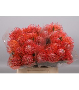 Nutans Tango 60 cm