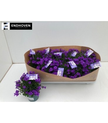 Campanule Portenschlagian pot de 10