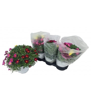 Anthemis mix dans le pot Ø 19