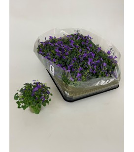 Campanule por blu Ø 5.50