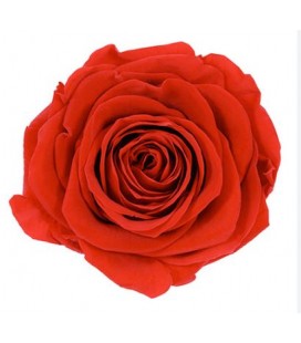 Rose Equat Bromo 60 cm x 25