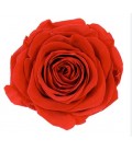 Rose Equat Bromo 60 cm x 25