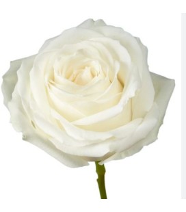 rose Equat Avalanche 50 cm x 25