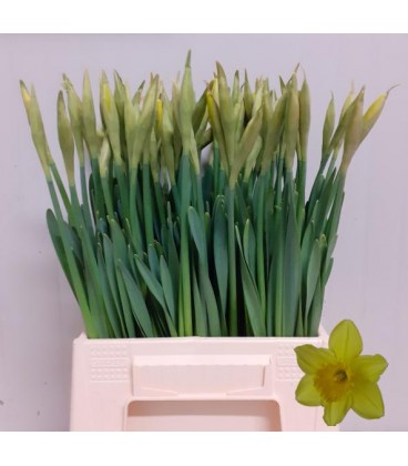 Narcisse Carlton 45 cm ( la tige)