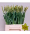 Narcisse Carlton 45 cm ( la tige)