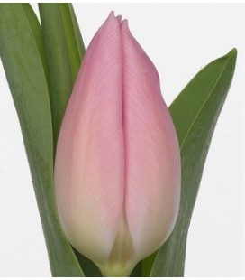 Tulipe Du Pink fanfare