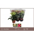Kalanchoe mix Ø 14