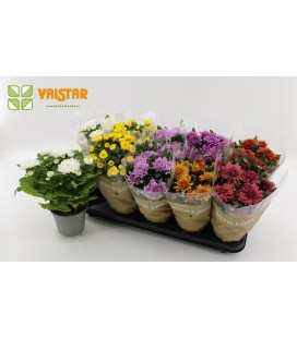 Chrysantheme Mix pot  de 12 CM