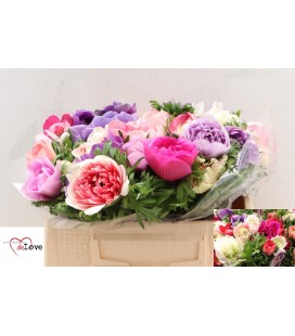 Anemone Carill mix 32 cm