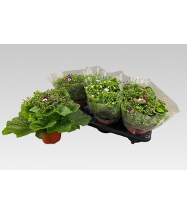 Cineraire mix couleur pot de 13