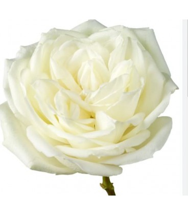 Rose  Equateur Polo 50 cm