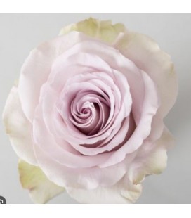 Rose equat Andrea 50 cm x 25
