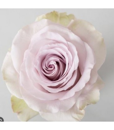 Rose equat Andrea 60 cm x 25