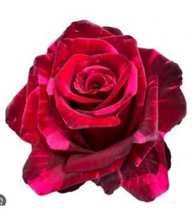 Rose Equat red panther 50 cm x 25