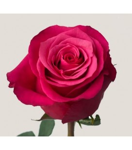 Rose Equat Cherry O 50 cm x 25