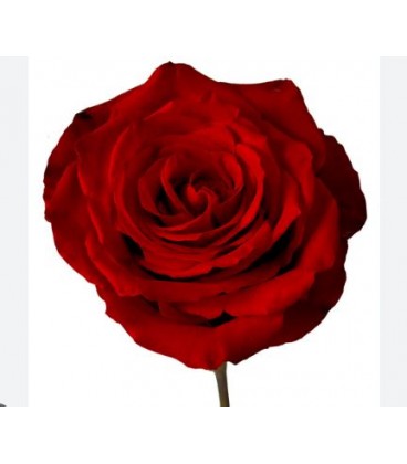 Rose Equateur Born Free 50 cm