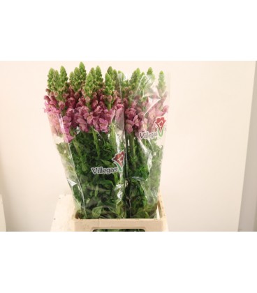 Muflier Poto Lavender 90 cm