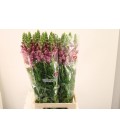 Muflier Poto Lavender 80 cm