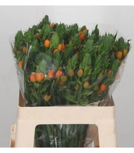 Ornithogalum Orange fire 55 cm