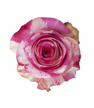 Rose equat Magic time 50cm x25