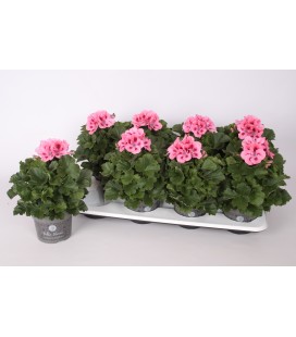 Pelargonium pot de 12