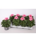 Pelargonium pot de 13