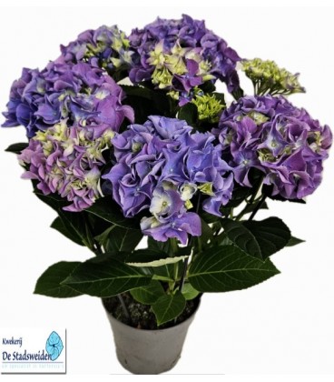 Hortensia ov pot de 14