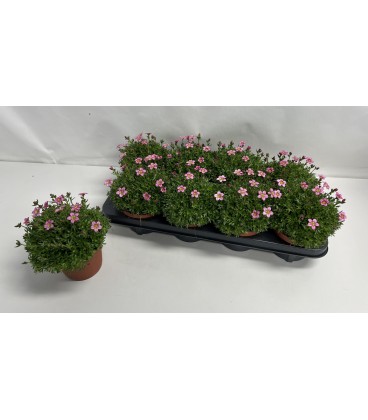 Saxifrage Marto rose Ø 13