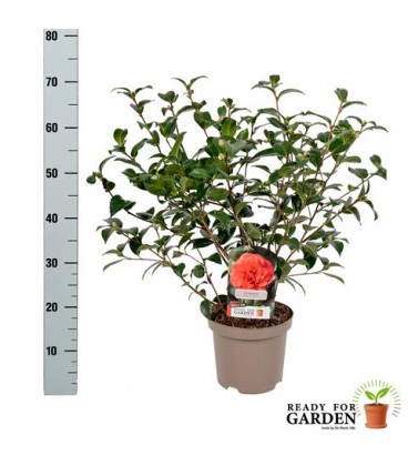 Camelia pot de 19 h 60 