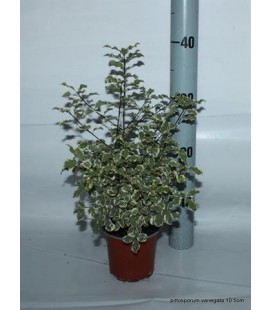 Pittosporum variegata Ø 11