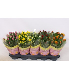 Chrysantheme pot de 12 mix 