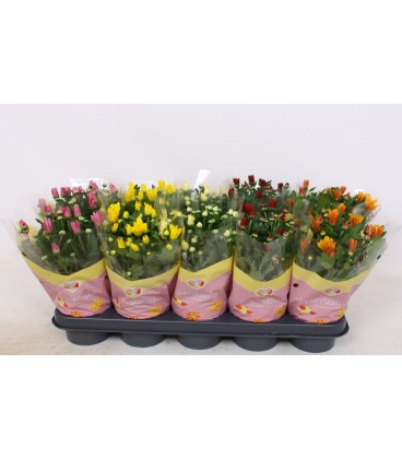 Chrysantheme pot de 12 mix 