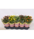Chrysantheme pot de 12 mix 