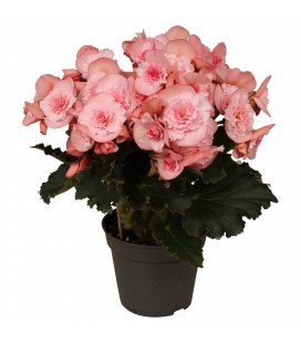 Begonia doub Joy pink Ø 14