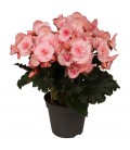 Begonia doub Joy pink Ø 14