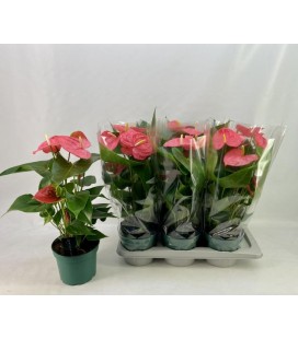 Anthurium Colorado pot de 17