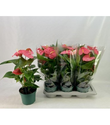 Anthurium Colorado pot de 14
