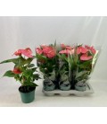 Anthurium Colorado pot de 17